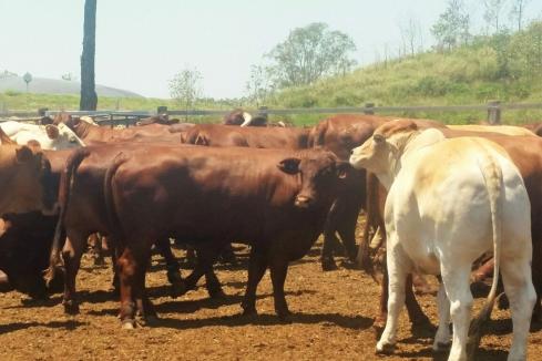 Nats call for cattle progress as deadline looms